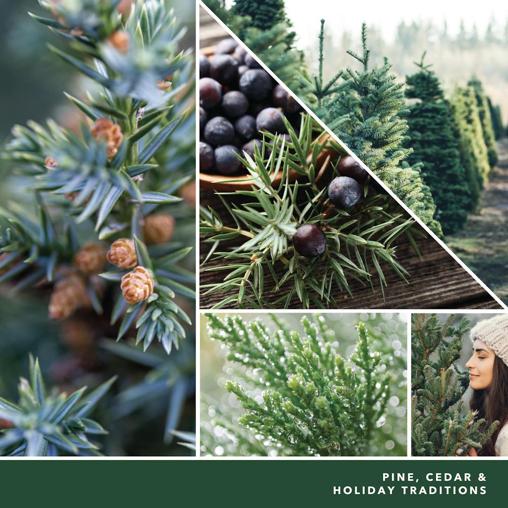 Balsam & Cedar